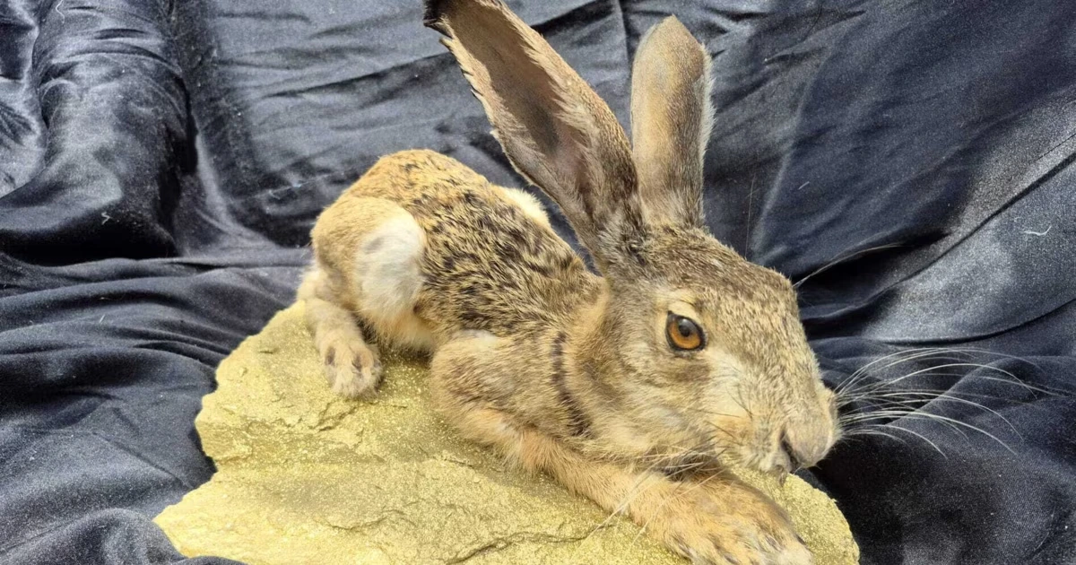 Skurrile Hommage an den weltberühmten Dürer-Hasen