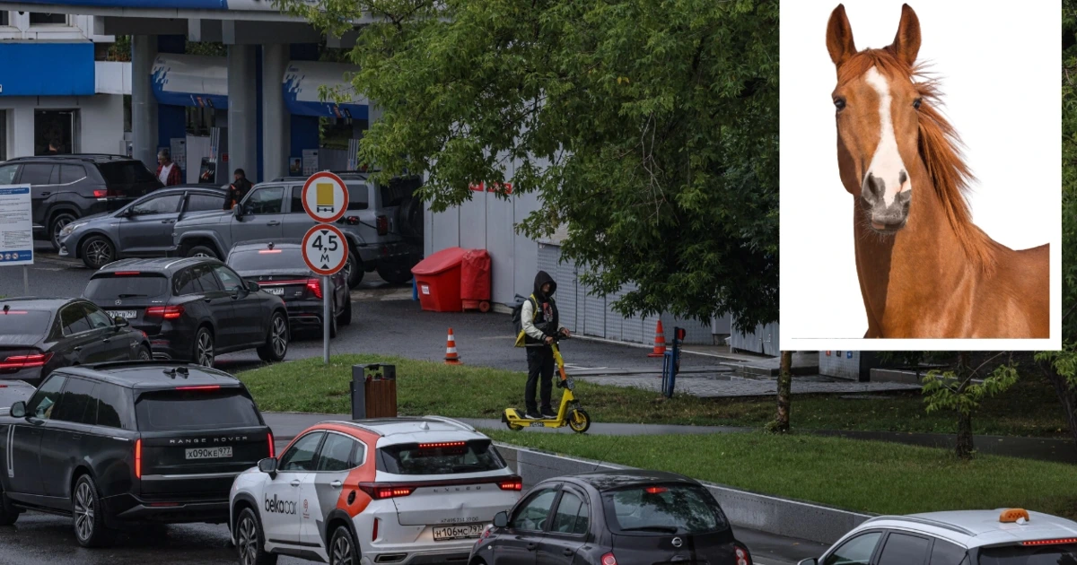 Tagelang im Stau: Jetzt kaufen Russen Pferde