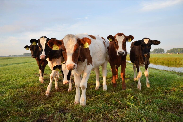 Clima, l'industria della carne Usa sapeva dell'impatto dei bovini dal 1989