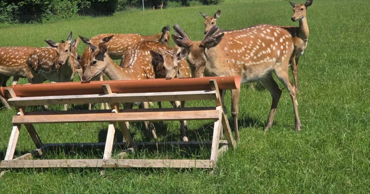 So will Österreich jetzt das Sika-Wild retten