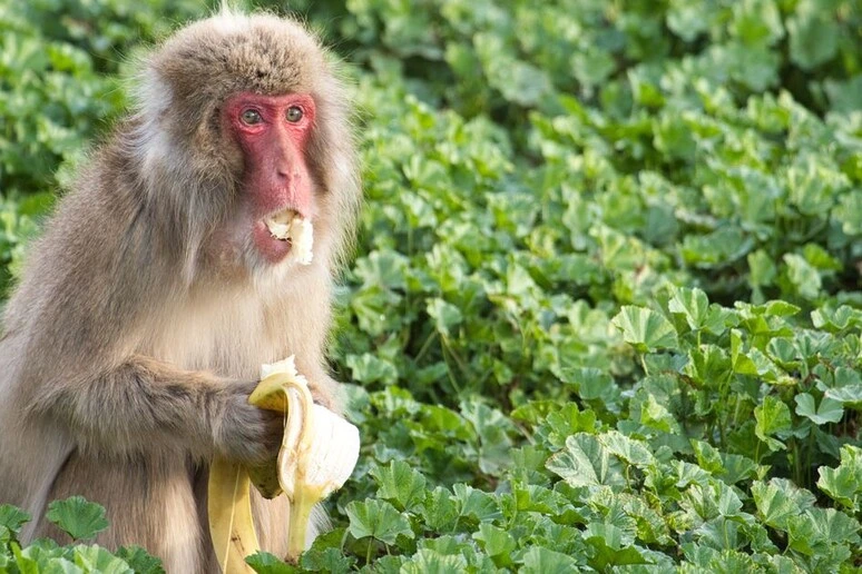 Anche i macachi diventano più attenti ai germi dopo un'epidemia  VIDEO