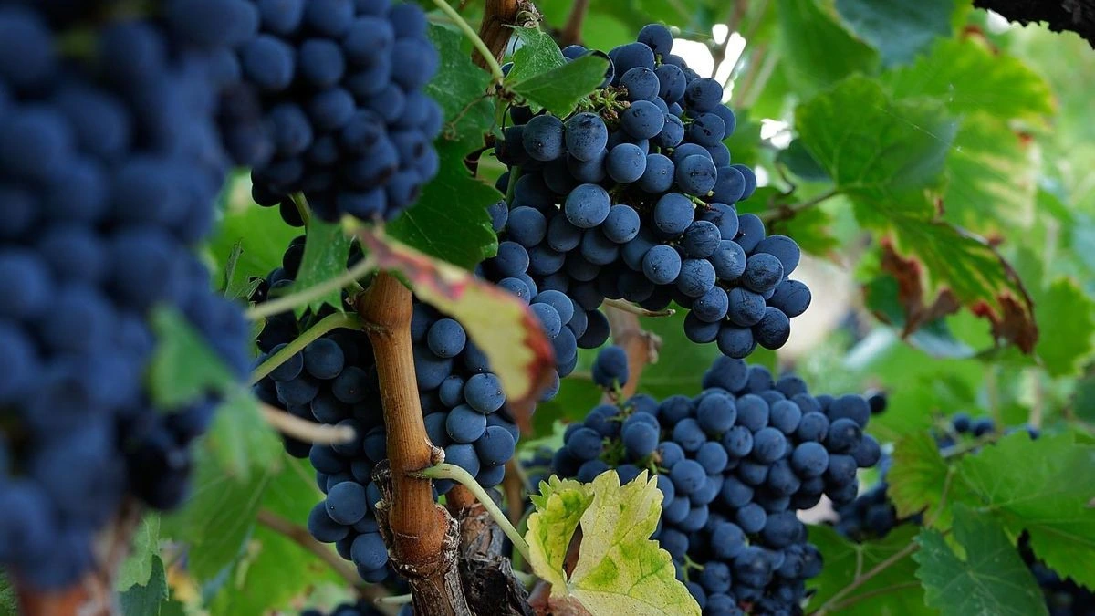 La sequía obliga al vino español a reinventarse: ingeniería genética y drones tras perder 100.000 hectáreas en 15 años