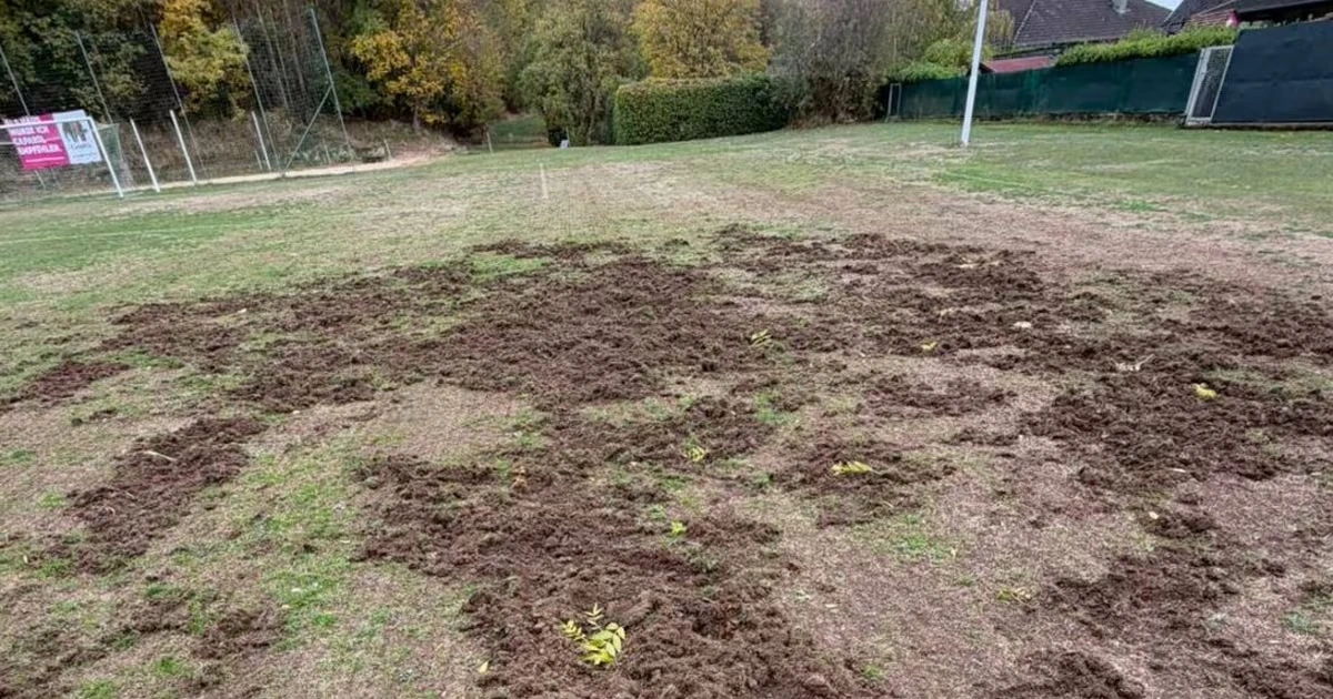 Wildschweine sorgten für kuriose Spielabsage