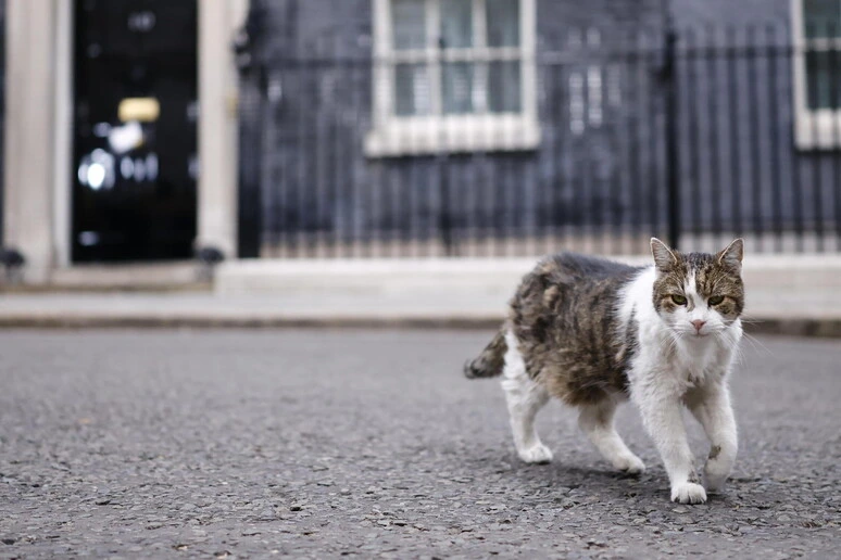 Il premier Burnham assicura: il gatto mascotte di Downing Street sta bene